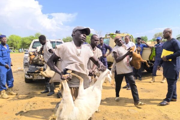 N’Djamena : La commune du 1er arrondissement remet pour la deuxième fois, des animaux saisis à la maison d’arrêt de Klessoum.